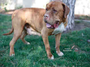 Mutt Dogs for adoption in Beverly Hills, CA, USA