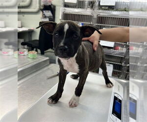 American Pit Bull Terrier Dogs for adoption in Rancho Cucamonga, CA, USA