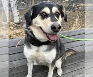 Huskies -Unknown Mix Dogs for adoption in Anchorage, AK, USA