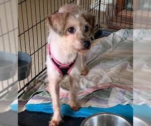 Poodle (Miniature)-Unknown Mix Dogs for adoption in Hedgesville, WV, USA