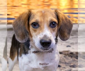 Beagle-Unknown Mix Dogs for adoption in Hot Springs Village, AR, USA