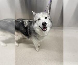 Siberian Husky-Unknown Mix Dogs for adoption in Fairbanks, AK, USA