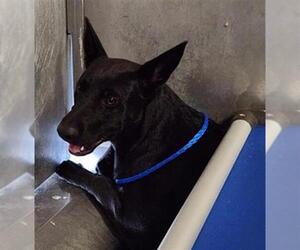 German Shepherd Dog Dogs for adoption in Camarillo, CA, USA