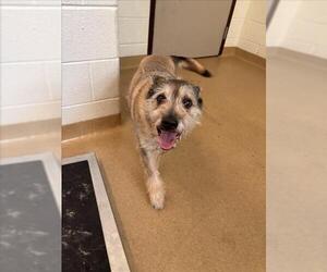 Keeshond-Unknown Mix Dogs for adoption in Derwood, MD, USA