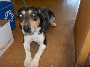 Medium Photo #1 Beagle-German Shepherd Dog Mix Puppy For Sale in Temple, TX, USA