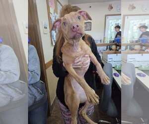 American Pit Bull Terrier-Unknown Mix Dogs for adoption in Martinsburg, WV, USA