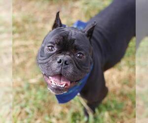 American Bulldog Dogs for adoption in San Antonio, TX, USA