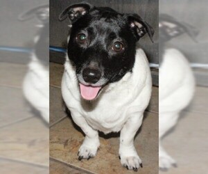 Jack Russell Terrier Dogs for adoption in Savannah, MO, USA