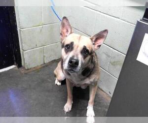 German Shepherd Dog Dogs for adoption in Tulsa, OK, USA