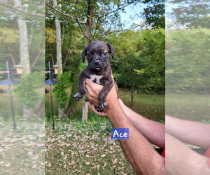 Boston Terrier-Unknown Mix Dogs for adoption in Aurora, IN, USA