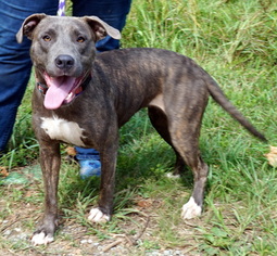 Catahoula Leopard Dog-Unknown Mix Dogs for adoption in White Bluff, TN, USA