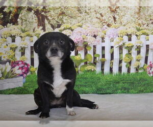 Chihuahua Dogs for adoption in Oroville, CA, USA