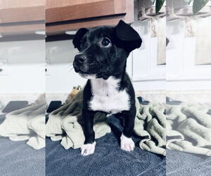 Borador Dogs for adoption in Columbus, IN, USA