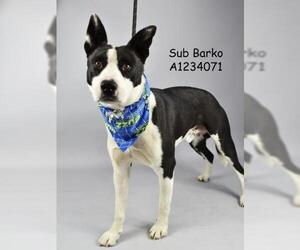 American Pit Bull Terrier Dogs for adoption in Bakersfield, CA, USA