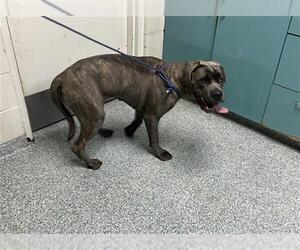 Mutt Dogs for adoption in Long Beach, CA, USA