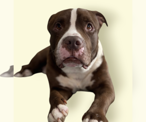 Mutt Dogs for adoption in Rockville, MD, USA