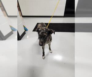Catahoula Leopard Dog Dogs for adoption in Temple, TX, USA