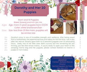 Basenji-Miniature Pinscher Mix Dogs for adoption in Rancho Cordova, CA, USA