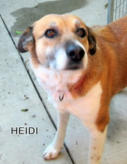 Sheprador Dogs for adoption in Lindsay, CA, USA