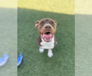 Mutt Dogs for adoption in Chula Vista, CA, USA