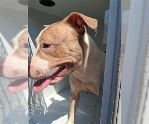 American Pit Bull Terrier Dogs for adoption in Houston, TX, USA