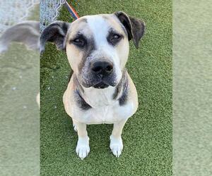 Anatolian Shepherd-Unknown Mix Dogs for adoption in Fayetteville, NC, USA