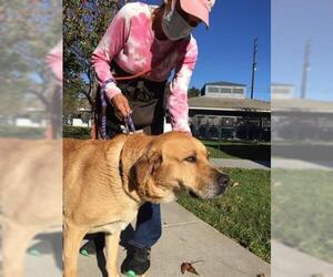 Golden Retriever Dogs for adoption in Long Beach, CA, USA