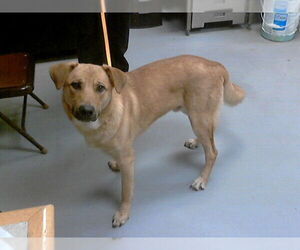 German Shepherd Dog-Unknown Mix Dogs for adoption in Fayetteville, NC, USA