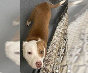 Mutt Dogs for adoption in Glen Allen, VA, USA