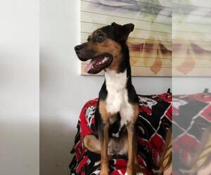 American Rat Pinscher Dogs for adoption in Decatur, GA, USA