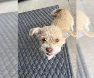 Mutt Dogs for adoption in San Antonio, TX, USA