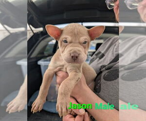 Chinese Shar-Pei-Unknown Mix Dogs for adoption in Evansville, IN, USA
