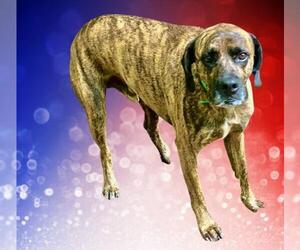 Mastador Dogs for adoption in Mt. Laurel, NJ, USA