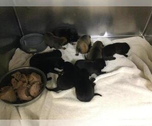Mutt Dogs for adoption in Riverside, CA, USA