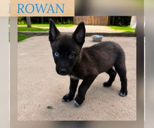 German Shepherd Dog-Unknown Mix Dogs for adoption in Woodbury, NY, USA