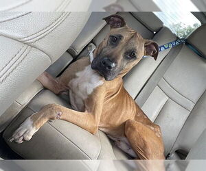 Black Mouth Cur Dogs for adoption in Ocala, FL, USA