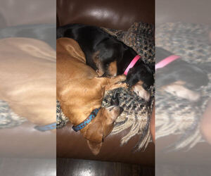 Dachshund Dogs for adoption in Tenafly, NJ, USA