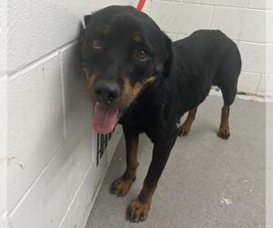 Rottweiler Dogs for adoption in San Bernardino, CA, USA