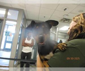 Doxle Dogs for adoption in Oklahoma City, OK, USA