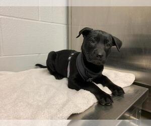 Labrador Retriever Dogs for adoption in Toronto, Ontario, Canada