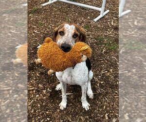 Mutt Dogs for adoption in Waterford, VA, USA
