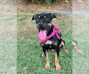 Boxweiler Dogs for adoption in Calgary, Alberta, Canada