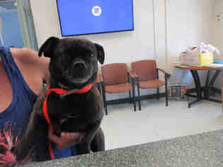 Puggle Dogs for adoption in Waterford, VA, USA