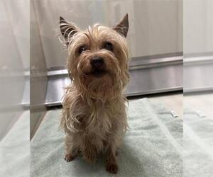 Mutt Dogs for adoption in Upland, CA, USA