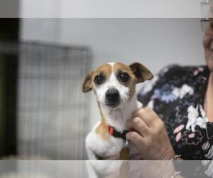 Jack Russell Terrier-Unknown Mix Dogs for adoption in Mountain Home, AR, USA