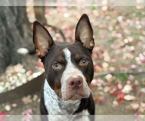 Mutt Dogs for adoption in Tulsa, OK, USA