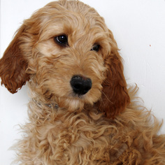Irish Doodle Dogs for adoption in Eden Prairie, MN, USA