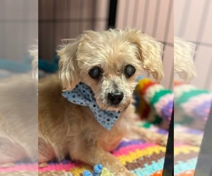 Shih Tzu-Unknown Mix Dogs for adoption in Lewistown, PA, USA