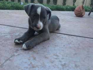 Medium Photo #1 American Pit Bull Terrier Puppy For Sale in Livermore, CA, USA
