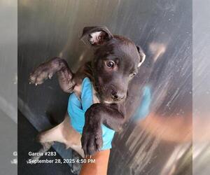 Labrador Retriever-Unknown Mix Dogs for adoption in San Antonio, TX, USA